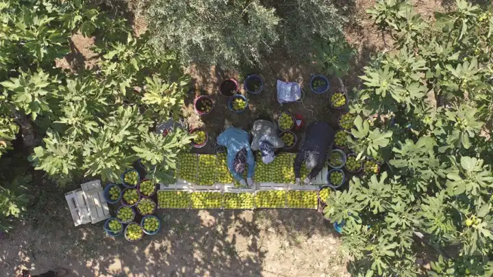 Aydın incir işçisi bunaltıcı sıcakta hasat mesaisi yapıyor