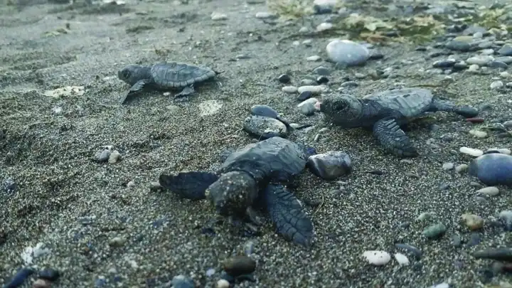 Muğla'da bulunan caretta caretta yavruları denize bırakıldı