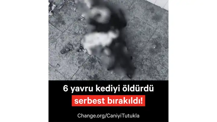 6 yavru kediyi öldüren kişi serbest bırakıldı: Mahalle halkı ve hayvanseverler tepkili
