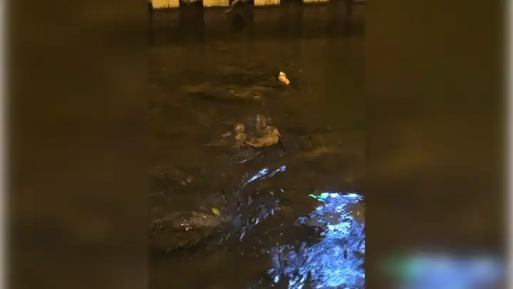 Zonguldak’ta su samuru görüntülendi