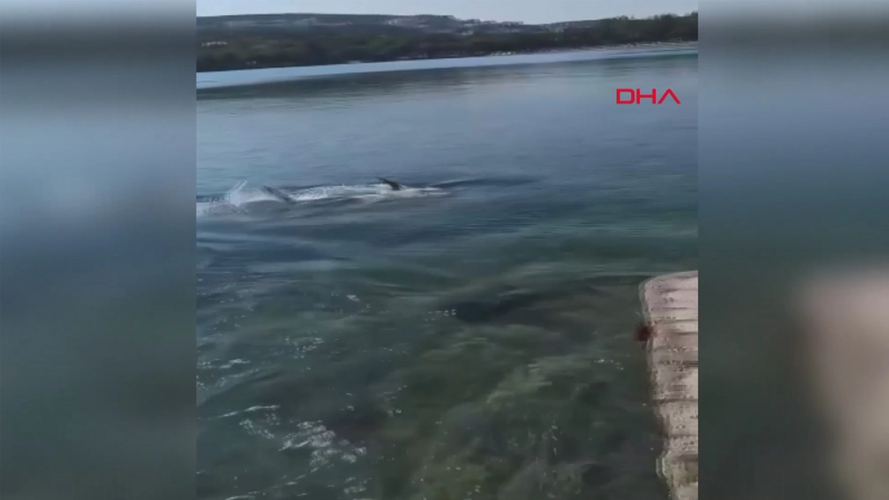 Çeşme'de kıyıya vuran orkinoslar inceleniyor başlıklı video haberin görseli