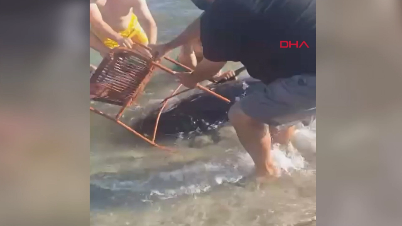 Çeşme’de kıyıya vuran orkinosu sandalyeyle karaya çıkarmaya çalıştılar başlıklı video haberin görseli