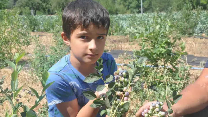 İzmir'de Blueberry hasadı