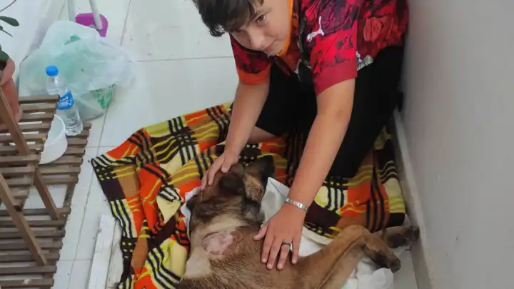 Kastamonu'da havalı tüfekle vurulan köpek felç kaldı