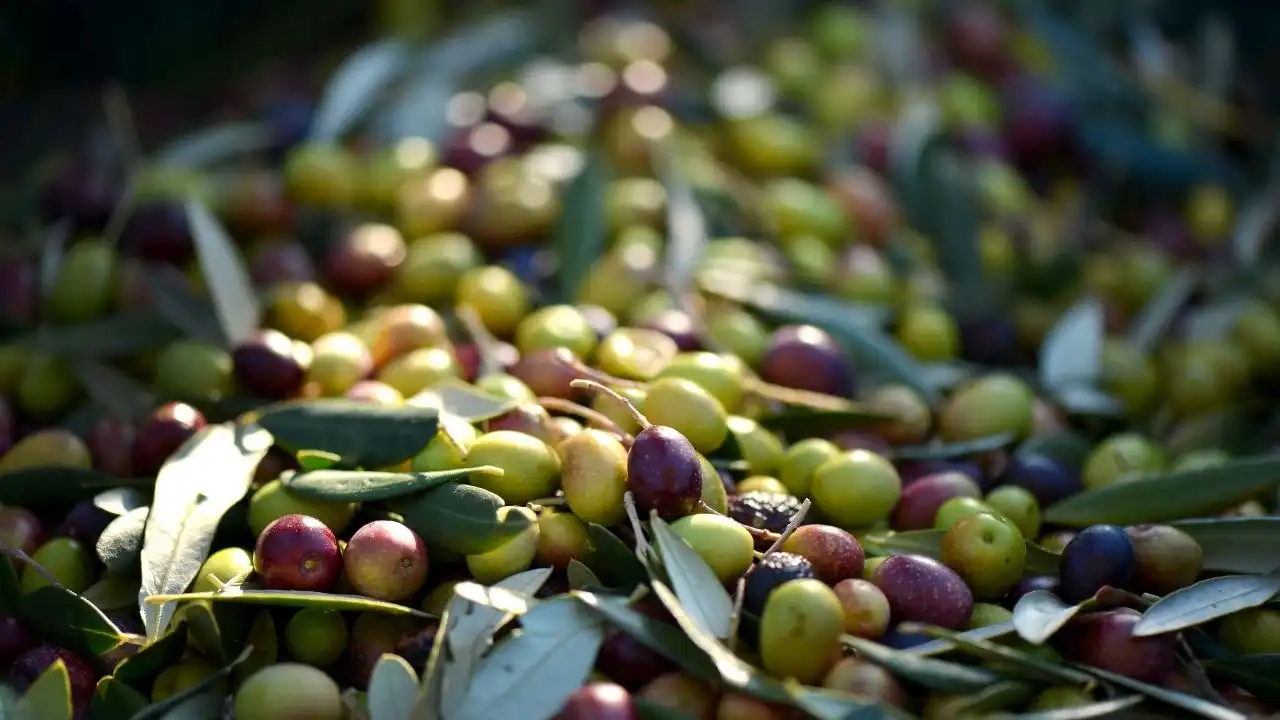 Enerjide yeni kaynak: Zeytin çekirdeği Türkiye’de değerlendirilmeyi bekliyor