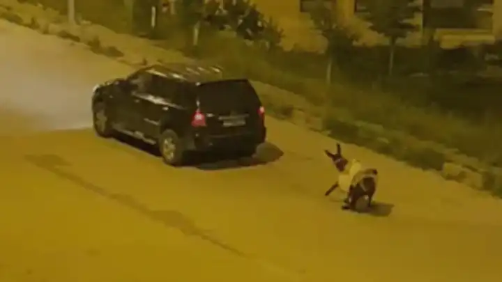 Eşeği otomobilin arkasına bağlayıp sürükleyerek götürdüler