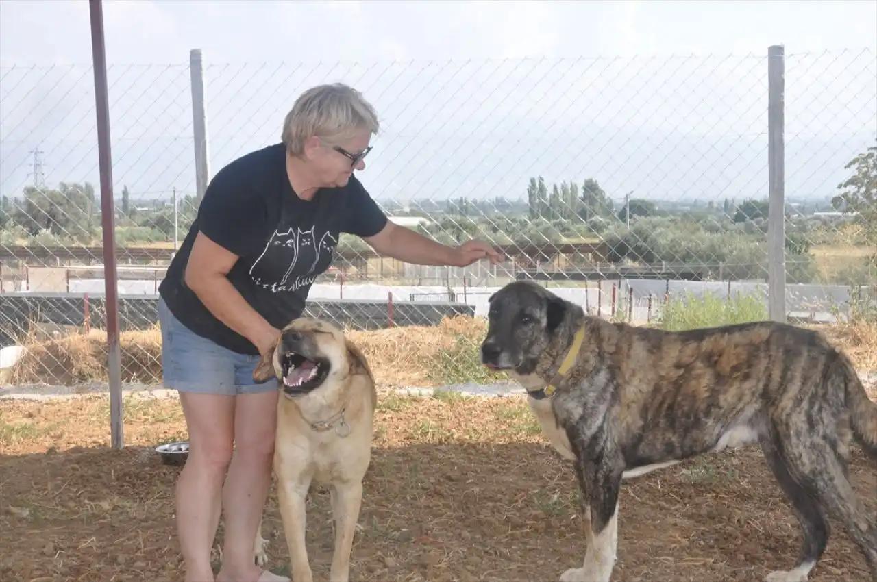 Orman yangınlarından kurtarılan köpekler Ödemiş’teki barınakta hayata tutunuyor