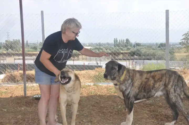 Orman yangınlarından kurtarılan köpekler Ödemiş’teki barınakta hayata tutunuyor