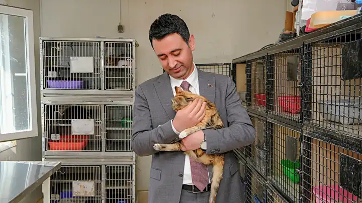 Bayraklı'da sokak hayvanlarına büyük destek: 8 binin üzerinde can dost tedavi edildi