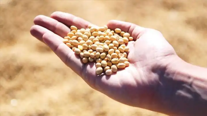 Soya üreticisine ek destek geliyor