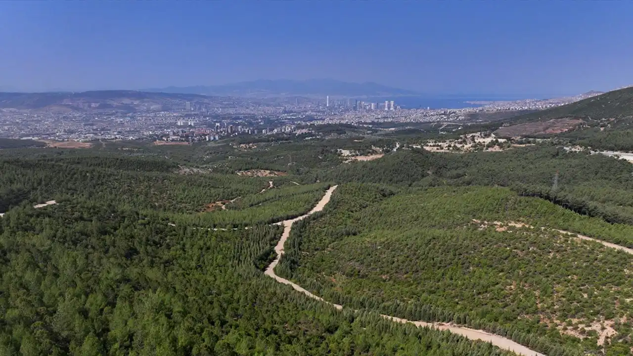 İzmir haber: 16 yıl önce yanan ormanlık alan yeniden doğdu