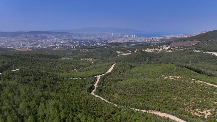 İzmir haber: 16 yıl önce yanan ormanlık alan yeniden doğdu