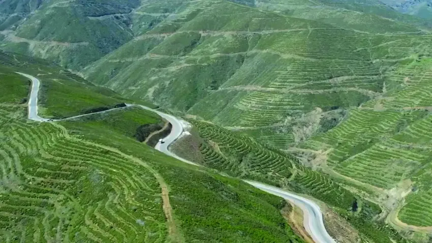 İzmir'de küle dönen orman, yeniden yeşerdi