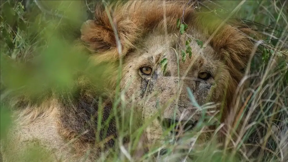 Aslan kemiklerine Uzak Doğu'dan yüksek talep: Lüks süs eşyası ve takı üretiminde kullanılıyor haberinin görseli