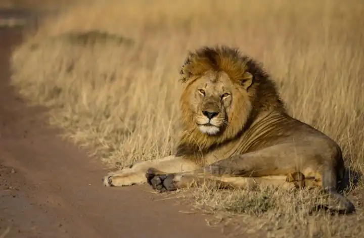 aslan