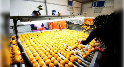 Narenciyeye iklim krizi etkisi: Rekoltede sert düşüş 
