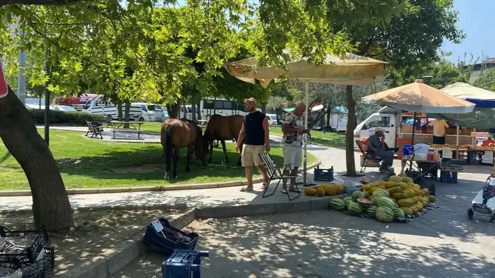 Yılkı atları pazara indi, pazarcılar kavun ve karpuz ile besledi