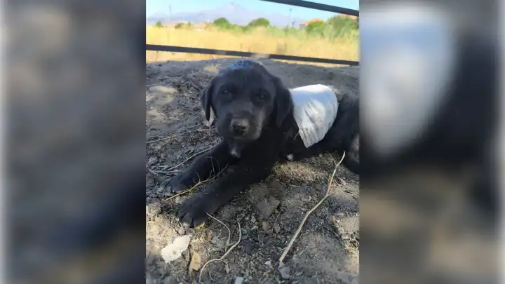 Kayseri İncesu'da yavru köpeğe saldırı!
