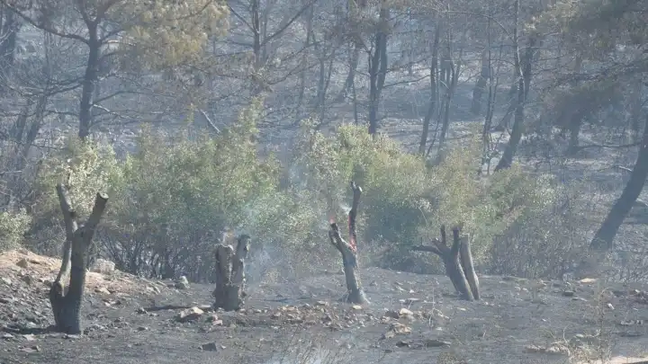 Manisa'da bir yangın daha! Şehzadeler yanıyor