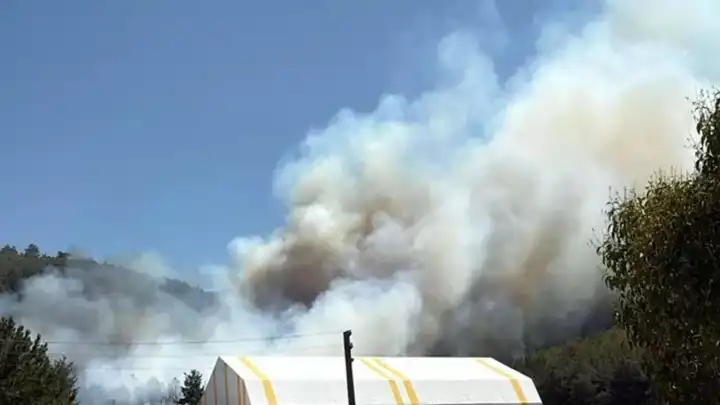 Manisa'da orman yangını!