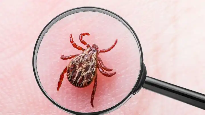 Kas ağrılarınızın nedeni bu olabilir! Karadeniz’de Lyme hastalığı alarmı