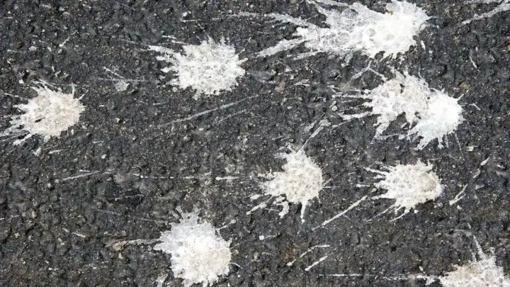 Kuşlar neden sadece temiz arabaları tercih ediyor? Şaşırtan bilimsel gerçekler!