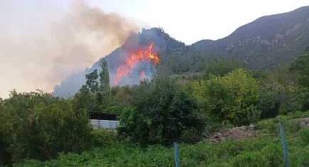 Hatay Kırıkhan'da orman yangını!