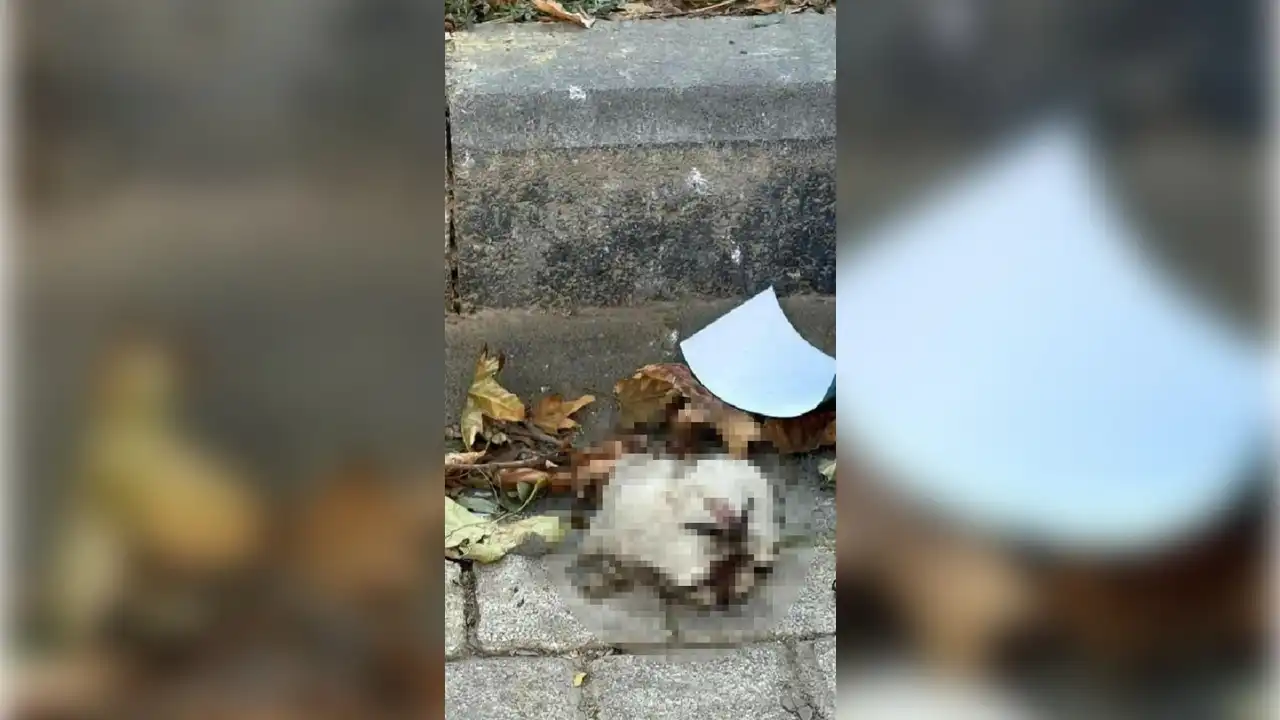 Manisa'da kedi başı bulunduğu iddiası!