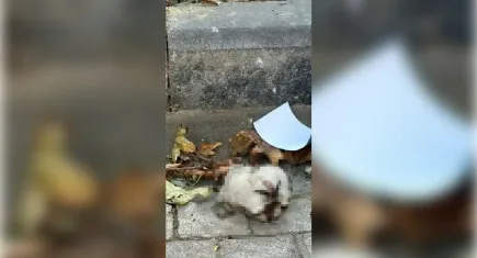 Manisa'da kedi başı bulunduğu iddiası!