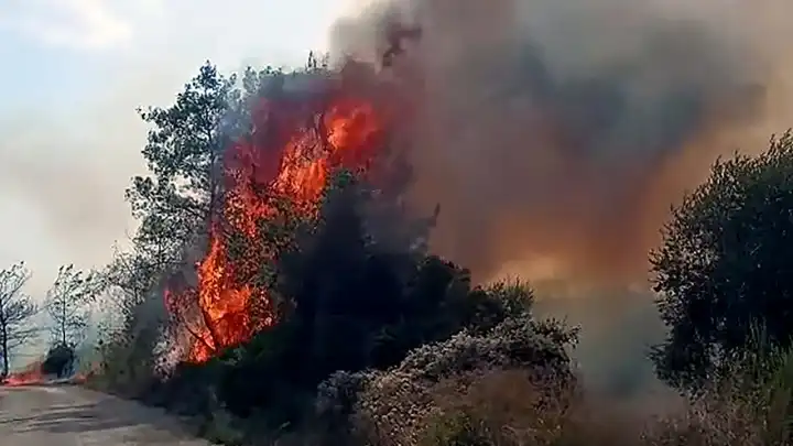 Adana İmamoğlu'da orman yangını