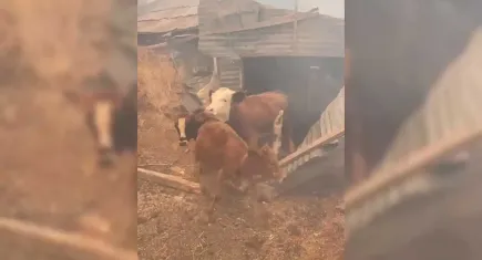 Malatya'da orman yangını!