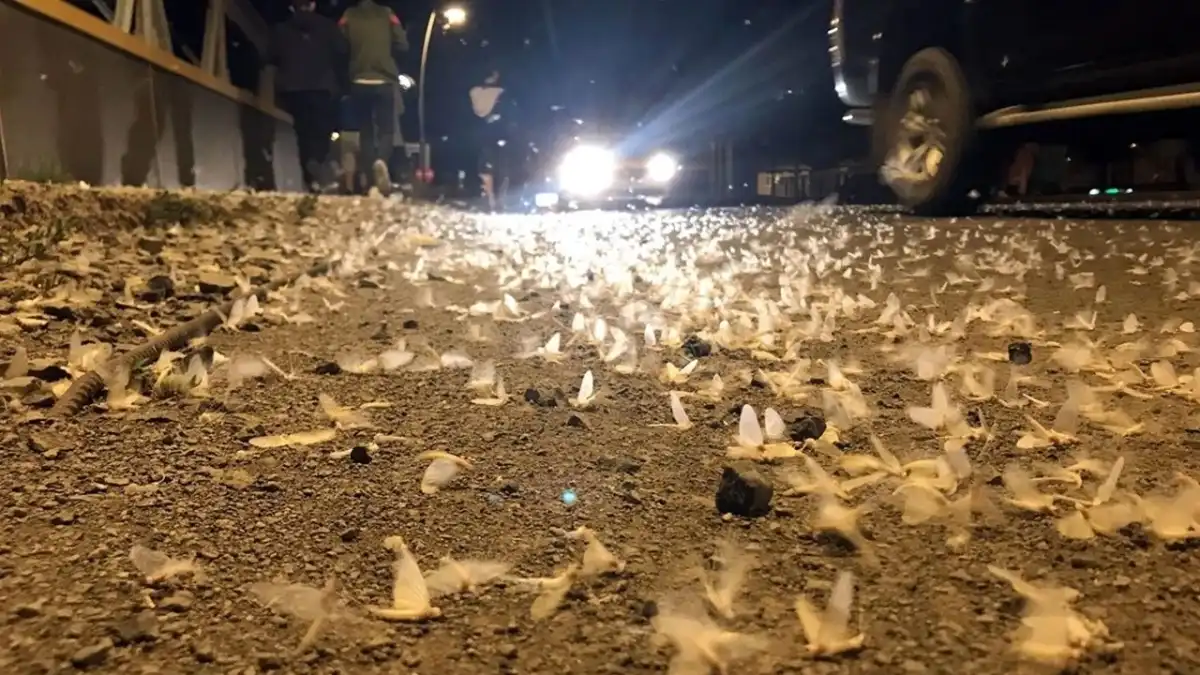 Ardahan’da ‘ölüm dansı’: Binlerce sinek köprü çevresini sardı! haberinin görseli