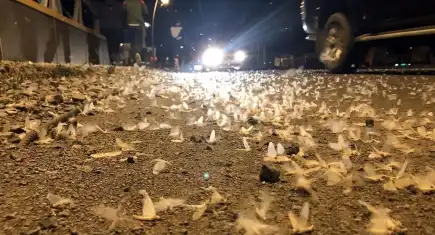 Ardahan’da ‘ölüm dansı’: Binlerce sinek köprü çevresini sardı!