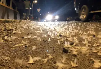 Ardahan’da ‘ölüm dansı’: Binlerce sinek köprü çevresini sardı!
