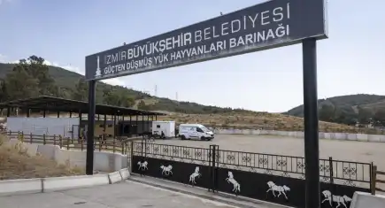 Buca'daki haralara terk edilen sahipsiz atlar Pako'da