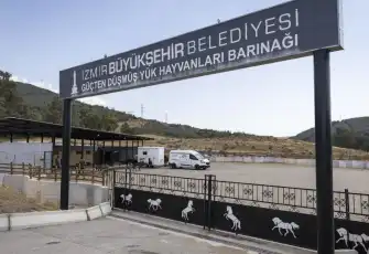 Buca'daki haralara terk edilen sahipsiz atlar Pako'da