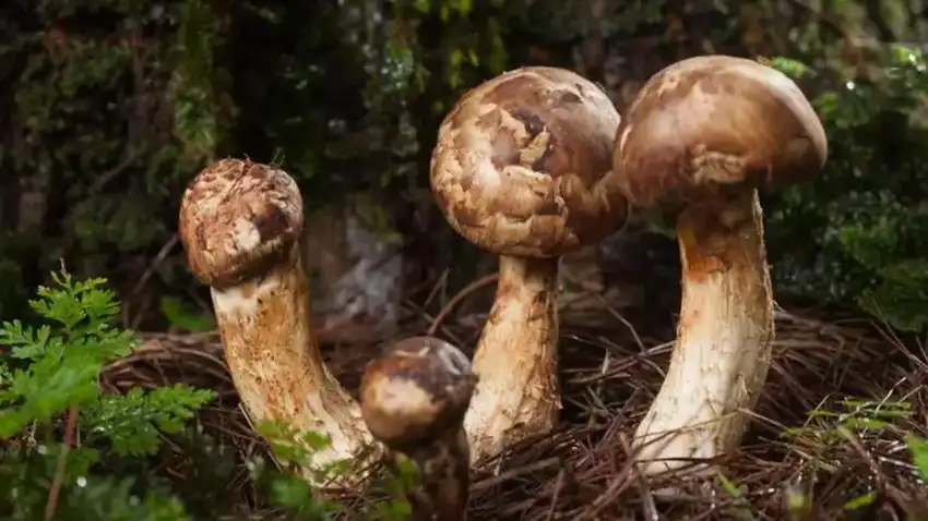 matsutake
