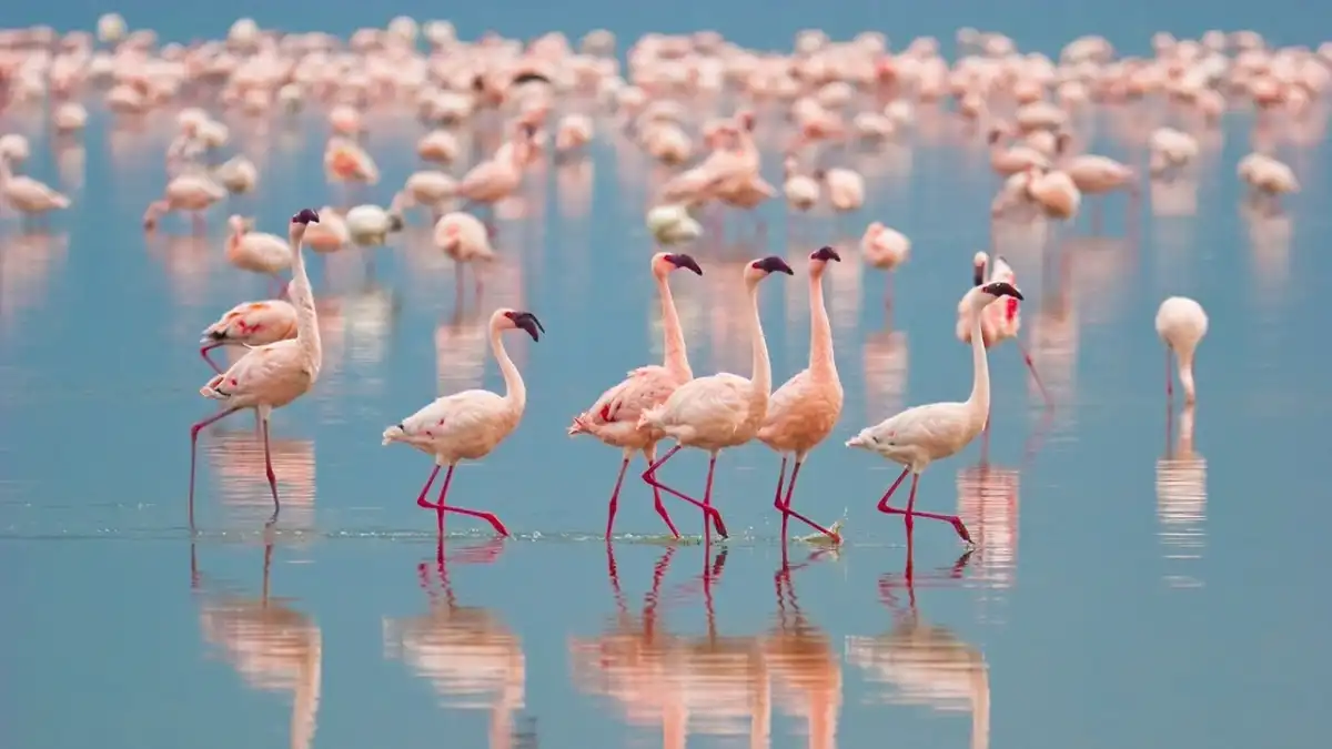 Mavişehir’den doğaya yolculuk: Flamingo Yolu Tekne Turları başlıyor haberinin görseli