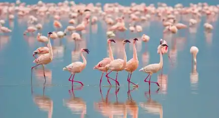 Mavişehir’den doğaya yolculuk: Flamingo Yolu Tekne Turları başlıyor