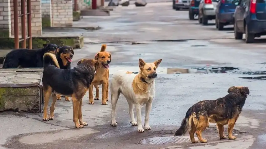 sokak hayvanı