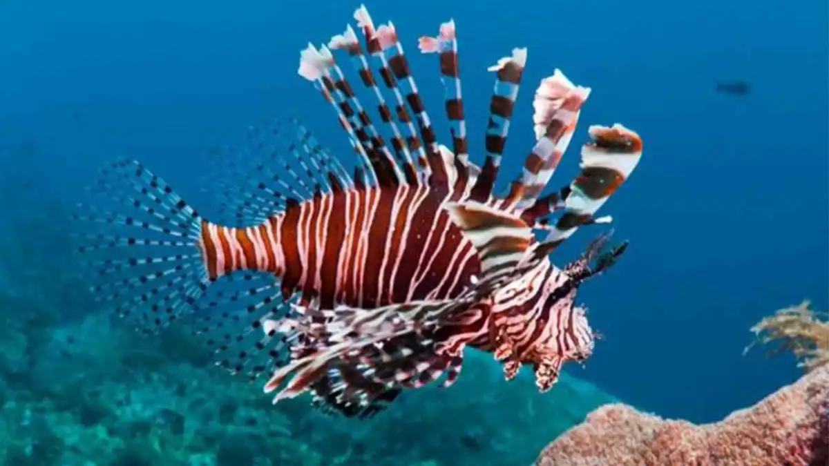 Egeli bilim insanları aslan balığını takibe alıyor: Akdeniz’in istilacısıyla mücadeleye ‘akustik telemetri’ katkısı haberinin görseli