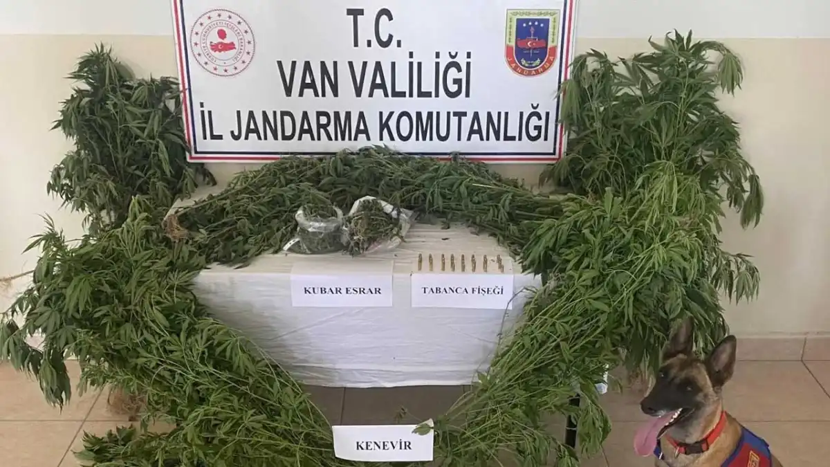 Evinin çatısında kenevir yetiştirdi! haberinin görseli