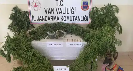Evinin çatısında kenevir yetiştirdi!