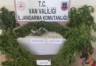 Evinin çatısında kenevir yetiştirdi!