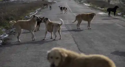 İstanbul'da sokak hayvanları toplatılıyor
