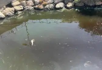 İzmir Körfezi'nde korkutan gelişme: Kötü koku sürerken ilk kez 2 yıl üst üste balık ölümü görüldü