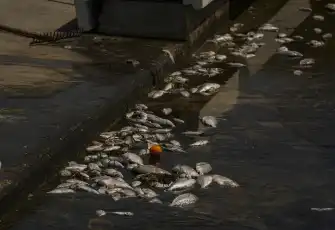 İzmir Körfezi'nde balık ölümleri devam ediyor