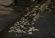 İzmir Körfezi&#039;nde balık ölümleri devam ediyor