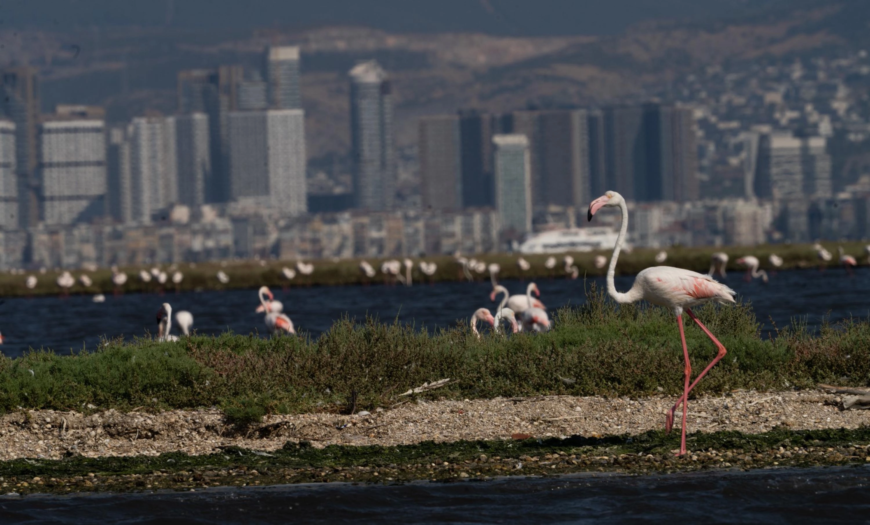 İzmir’de Flamingo Yolu turları: Gediz Deltası’nda renkli yolculuk başlıklı video haberin görseli
