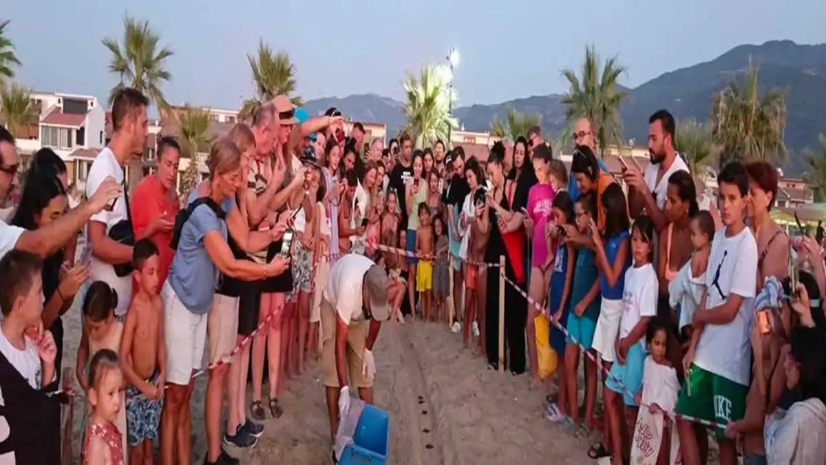 Kuşadası&#039;nda caretta caretta yavruları denizle buluştu haberinin görseli